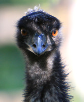 potraiture