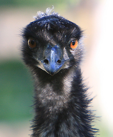 potraiture